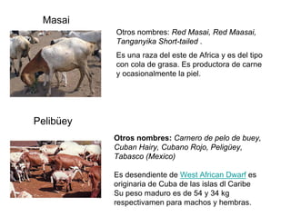 Masai
Otros nombres: Red Masai, Red Maasai,
Tanganyika Short-tailed .
Es una raza del este de Africa y es del tipo
con cola de grasa. Es productora de carne
y ocasionalmente la piel.
Pelibüey
Otros nombres: Carnero de pelo de buey,
Cuban Hairy, Cubano Rojo, Peligüey,
Tabasco (Mexico)
Es desendiente de West African Dwarf es
originaria de Cuba de las islas dl Caribe
Su peso maduro es de 54 y 34 kg
respectivamen para machos y hembras.
 