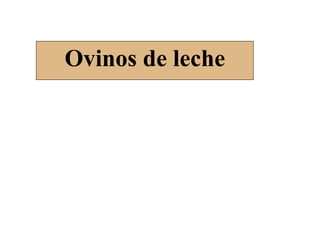Ovinos de leche
 
