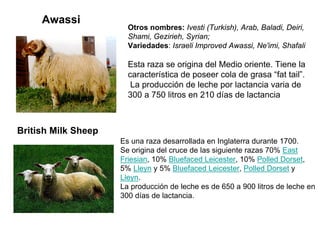 Awassi
Otros nombres: Ivesti (Turkish), Arab, Baladi, Deiri,
Shami, Gezirieh, Syrian;
Variedades: Israeli Improved Awassi, Ne'imi, Shafali
Esta raza se origina del Medio oriente. Tiene la
característica de poseer cola de grasa “fat tail”.
La producción de leche por lactancia varia de
300 a 750 litros en 210 días de lactancia
British Milk Sheep
Es una raza desarrollada en Inglaterra durante 1700.
Se origina del cruce de las siguiente razas 70% East
Friesian, 10% Bluefaced Leicester, 10% Polled Dorset,
5% Lleyn y 5% Bluefaced Leicester, Polled Dorset y
Lleyn.
La producción de leche es de 650 a 900 litros de leche en
300 días de lactancia.
 