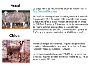 Assaf
La oveja Assaf es resultado del cruce se Awassi con la
East Friesian Milk sheep.
En 1955 los investigadores Israeli Agricultural Research
Organization (A.R.O) inician este proyecto para mejorar
la fecundidad de la oveja Awassi, obteniendo un cruce
de 3/8 East Friesian y 5/8 Awassi, obteniendo una oveja
de mucha calidad adaptándose a los sistemas
semiextensivos y extensivos. Obteniendose 3 partos en
2 años y una producción lactea de 450 litros por año.
Chios
Tienen un origen desconocido. Algunos sugieren que
proviene del cruce de la raza local de la Isla de Chios
(Grecia) y razas de Anatolia (Turquia).
La producción de leche es de 120-300 kg de leche por
lactancia, algunas pueden acumular record de 597 kg de
leche durante 272 días.
 