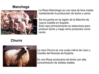 Manchega
La Raza Manchega es una raza de lana media
manteniendo la producción de leche y carne.
Se encuentra en la región de la Mancha de
nueva Castilla en España.
Esta raza primariamente se selecciona para
producir leche y luego otros productos como
carne.
Churra
La raza Churra es una oveja nativa de Leon y
Castilla del Noreste de España.
Es una Raza productora de leche con alta
concentración de sólidos totales.
 