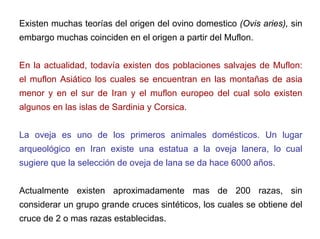 Existen muchas teorías del origen del ovino domestico (Ovis aries), sin
embargo muchas coinciden en el origen a partir del Muflon.
En la actualidad, todavía existen dos poblaciones salvajes de Muflon:
el muflon Asiático los cuales se encuentran en las montañas de asia
menor y en el sur de Iran y el muflon europeo del cual solo existen
algunos en las islas de Sardinia y Corsica.
La oveja es uno de los primeros animales domésticos. Un lugar
arqueológico en Iran existe una estatua a la oveja lanera, lo cual
sugiere que la selección de oveja de lana se da hace 6000 años.
Actualmente existen aproximadamente mas de 200 razas, sin
considerar un grupo grande cruces sintéticos, los cuales se obtiene del
cruce de 2 o mas razas establecidas.
 