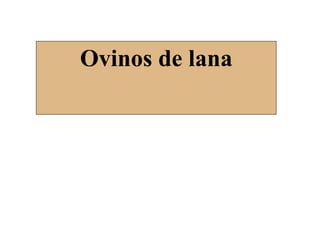 Ovinos de lana
 