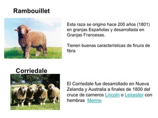 Rambouillet
Esta raza se origino hace 200 años (1801)
en granjas Españolas y desarrollada en
Granjas Francesas.
Tienen buenas características de finura de
fibra
Corriedale
El Corriedale fue desarrollado en Nueva
Zelanda y Australia a finales de 1800 del
cruce de carneros Lincoln o Leicester con
hembras Merino
 