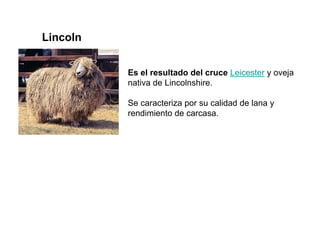 Lincoln
Leicester
Es el resultado del cruce y oveja
nativa de Lincolnshire.
Se caracteriza por su calidad de lana y
rendimiento de carcasa.
 