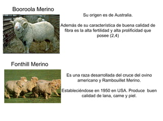 Booroola Merino
Su origen es de Australia.
Además de su característica de buena calidad de
fibra es la alta fertilidad y alta prolificidad que
posee (2,4)
Es una raza desarrollada del cruce del ovino
americano y Rambouillet Merino.
Estableciéndose en 1950 en USA. Produce buen
calidad de lana, carne y piel.
Fonthill Merino
 
