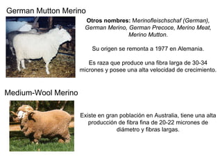 German Mutton Merino
Otros nombres: Merinofleischschaf (German),
German Merino, German Precoce, Merino Meat,
Merino Mutton.
Su origen se remonta a 1977 en Alemania.
Es raza que produce una fibra larga de 30-34
micrones y posee una alta velocidad de crecimiento.
Medium-Wool Merino
Existe en gran población en Australia, tiene una alta
producción de fibra fina de 20-22 micrones de
diámetro y fibras largas.
 