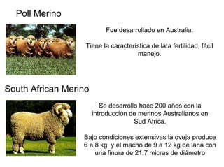 Poll Merino
Fue desarrollado en Australia.
Tiene la característica de lata fertilidad, fácil
manejo.
South African Merino
Se desarrollo hace 200 años con la
introducción de merinos Australianos en
Sud Africa.
Bajo condiciones extensivas la oveja produce
6 a 8 kg y el macho de 9 a 12 kg de lana con
una finura de 21,7 micras de diámetro
 