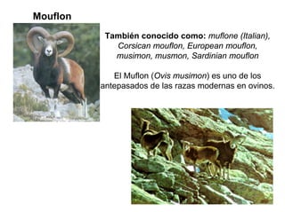 Mouflon
También conocido como: muflone (Italian),
Corsican mouflon, European mouflon,
musimon, musmon, Sardinian mouflon
El Muflon (Ovis musimon) es uno de los
antepasados de las razas modernas en ovinos.
 