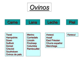 Ovinos
Ovinos
Carne
Carne Lana
Lana Leche
Leche Piel
Piel
Texel
Texel
Hampshire
Hampshire
Down
Down
Sulfock
Sulfock
Dorset
Dorset
Cheviot
Cheviot
Southdown
Southdown
Ovinos de pelo
Ovinos de pelo
Merino
Merino
Corriedale
Corriedale
Lincoln
Lincoln
Finsheep
Finsheep
Columbia
Columbia
Rambouillet
Rambouillet
Awassi
Awassi
Assaf
Assaf
East
East Friesian
Friesian
Churra espa
Churra españ
ñol
ol
Manchega
Manchega
Karacul
Karacul
 