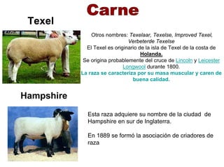 Texel
Hampshire
Otros nombres: Texelaar, Texelse, Improved Texel,
Verbeterde Texelse
El Texel es originario de la isla de Texel de la costa de
Holanda.
Se origina probablemente del cruce de Lincoln y Leicester
Longwool durante 1800.
La raza se caracteriza por su masa muscular y caren de
buena calidad.
Esta raza adquiere su nombre de la ciudad de
Hampshire en sur de Inglaterra.
En 1889 se formó la asociación de criadores de
raza
 