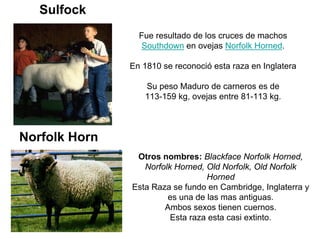 Sulfock
Fue resultado de los cruces de machos
Southdown en ovejas Norfolk Horned.
En 1810 se reconoció esta raza en Inglatera
Su peso Maduro de carneros es de
113-159 kg, ovejas entre 81-113 kg.
Norfolk Horn
Otros nombres: Blackface Norfolk Horned,
Norfolk Horned, Old Norfolk, Old Norfolk
Horned
Esta Raza se fundo en Cambridge, Inglaterra y
es una de las mas antiguas.
Ambos sexos tienen cuernos.
Esta raza esta casi extinto.
 