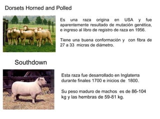 Dorsets Horned and Polled
Es una raza origina en USA y fue
aparentemente resultado de mutación genética,
e ingreso al libro de registro de raza en 1956.
Tiene una buena conformación y con fibra de
27 a 33 micras de diámetro.
Southdown
Esta raza fue desarrollado en Inglaterra
durante finales 1700 e inicios de 1800.
Su peso maduro de machos es de 86-104
kg y las hembras de 59-81 kg.
 