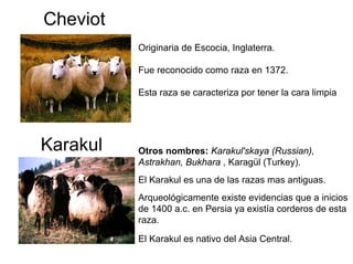 Cheviot
Originaria de Escocia, Inglaterra.
Fue reconocido como raza en 1372.
Esta raza se caracteriza por tener la cara limpia
Karakul Otros nombres: Karakul'skaya (Russian),
Astrakhan, Bukhara , Karagül (Turkey).
El Karakul es una de las razas mas antiguas.
Arqueológicamente existe evidencias que a inicios
de 1400 a.c. en Persia ya existía corderos de esta
raza.
El Karakul es nativo del Asia Central.
 