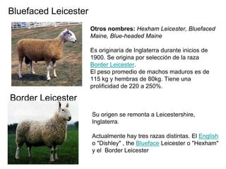 Bluefaced Leicester
Otros nombres: Hexham Leicester, Bluefaced
Maine, Blue-headed Maine
Es originaria de Inglaterra durante inicios de
1900. Se origina por selección de la raza
Border Leicester.
El peso promedio de machos maduros es de
115 kg y hembras de 80kg. Tiene una
prolificidad de 220 a 250%.
Border Leicester
Su origen se remonta a Leicestershire,
Inglaterra.
Actualmente hay tres razas distintas. El English
o "Dishley" , the Blueface Leicester o "Hexham"
y el Border Leicester
 