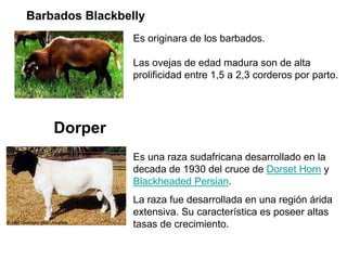 Barbados Blackbelly
Es originara de los barbados.
Las ovejas de edad madura son de alta
prolificidad entre 1,5 a 2,3 corde...