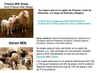 Friesian Milk Sheep
East Friesian Milk Sheep
Su origen esta en la región de Friesian, norte de
Alemania, a lo largo de Hol...