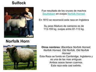 Sulfock
Fue resultado de los cruces de machos
Southdown en ovejas Norfolk Horned.
En 1810 se reconoció esta raza en Inglat...