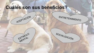 Cuáles son sus beneficios? 
 
