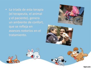 • La triada de esta terapia
  (el terapeuta, el animal
  y el paciente), genera
  un ambiente de confort,
  que se refleja en
  avances notorios en el
  tratamiento.
 