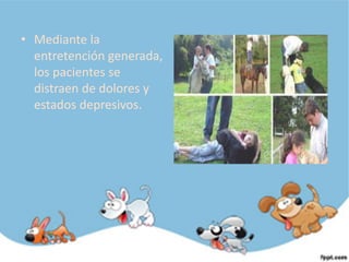 • Mediante la
  entretención generada,
  los pacientes se
  distraen de dolores y
  estados depresivos.
 