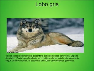 Lobo gris
es una especie de mamífero placentario del orden de los carnívoros. El perro
doméstico (Canis lupus familiaris) se considera miembro de la misma especie
según distintos indicios, la secuencia del ADN y otros estudios genéticos.