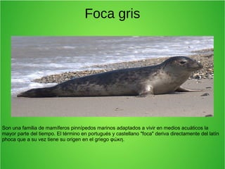 Foca gris
Son una familia de mamíferos pinnípedos marinos adaptados a vivir en medios acuáticos la
mayor parte del tiempo. El término en portugués y castellano "foca" deriva directamente del latín
phoca que a su vez tiene su origen en el griego φώκη.