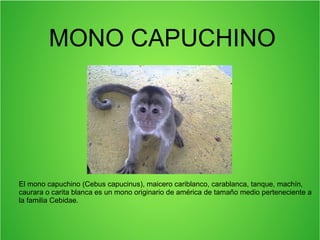 MONO CAPUCHINO
El mono capuchino (Cebus capucinus), maicero cariblanco, carablanca, tanque, machín,
caurara o carita blanca es un mono originario de américa de tamaño medio perteneciente a
la familia Cebidae.