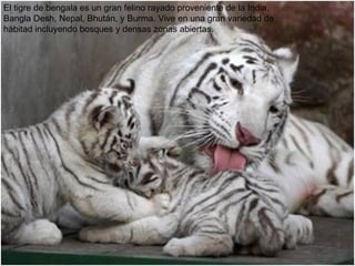 El tigre de bengala es un gran felino rayado proveniente de la India, Bangla Desh, Nepal, Bhután, y Burma. Vive en una gran variedad de hábitad incluyendo bosques y densas zonas abiertas.