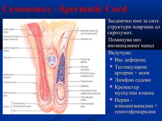 Семеновод - Spermatic Cord
Заедничко име за ситеЗаедничко име за сите
структури поврзани соструктури поврзани со
скротумот...