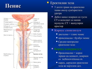 ПенисПенис
 Еректилни телаЕректилни тела
 33 долги траки на еректилнодолги траки на еректилно
ткиво околу сунѓерестататк...