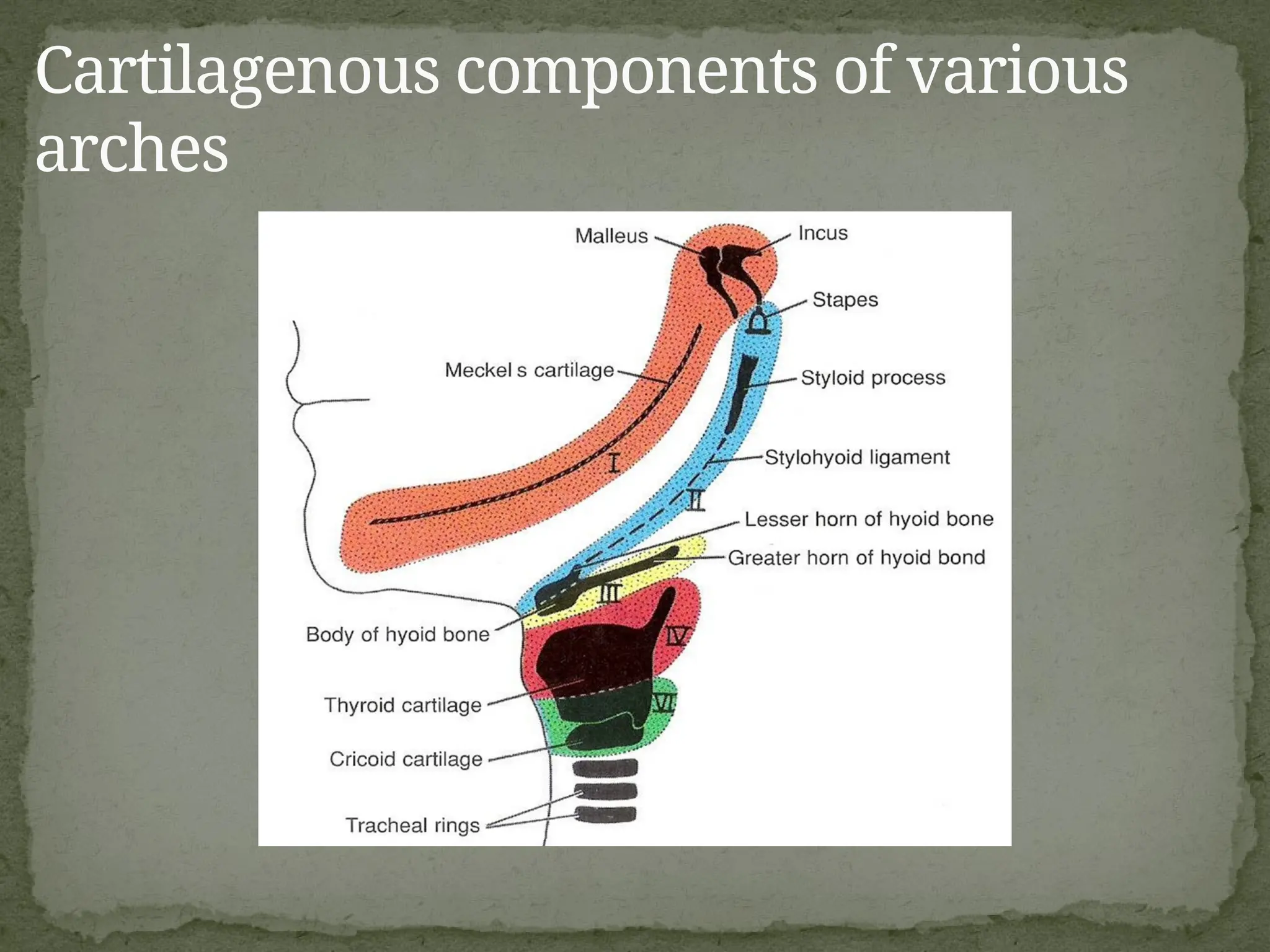 Cartilagenous components of various
arches
 