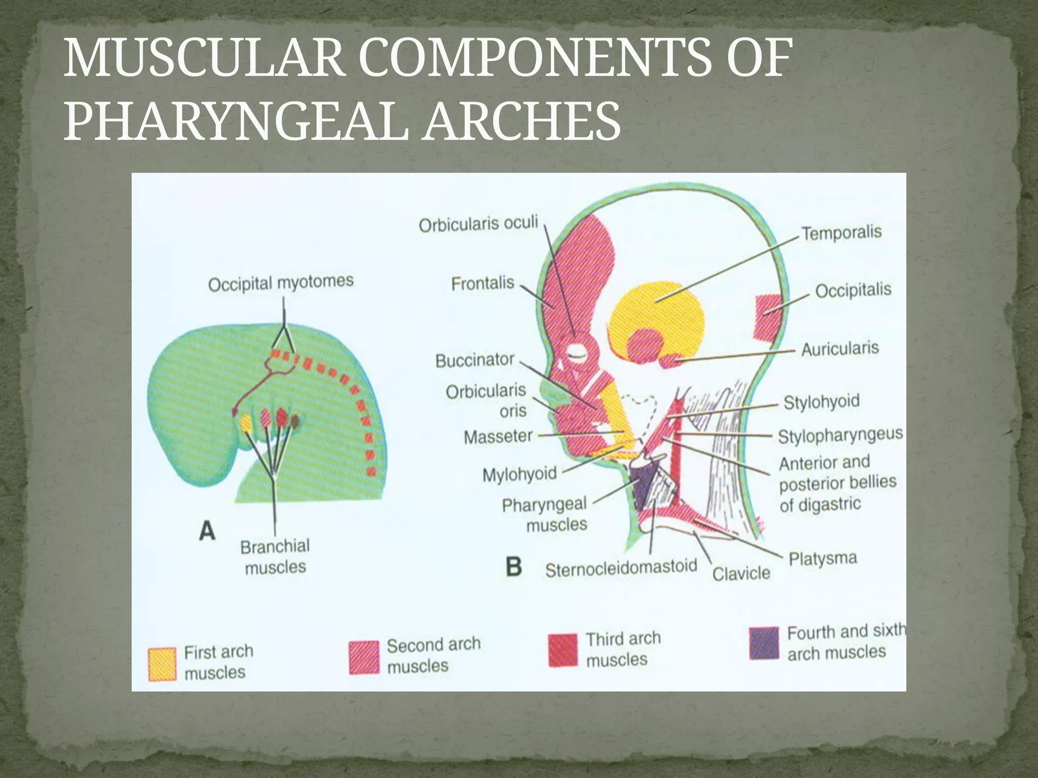 MUSCULAR COMPONENTS OF
PHARYNGEAL ARCHES
 