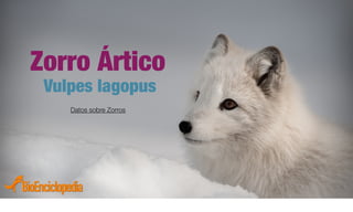 Zorro Ártico
Vulpes lagopus
Datos sobre Zorros
 
