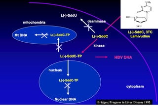 L(-)-SddU

   mitochondria                        deaminase


                                                                  L(-)-SddC, 3TC
Mt DNA            L(-)-SddC-TP           L(-)-SddC                 Lamivudine

                                         kinase

                        L(-)-SddC-TP                    HBV DNA


                  nucleus

                       L(-)-SddC-TP
                                                                 cytoplasm


                     Nuclear DNA
                                            Bridges; Progress in Liver Disease 1995
 