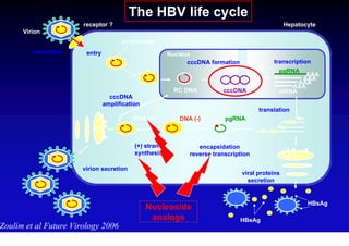 The HBV life cycle
                       receptor ?                                                                 Hepatocyte
      Virion
                                      polymerase
         interaction    entry                           Nucleus
                                                              cccDNA formation              transcription
                                                                                              pgRNA
                                                                                                     AAA
                                                                                                    AAA
                                                                                                   AAA
                                                                                                 AAA
                                                          RC DNA         cccDNA               mRNA
                                  cccDNA
                                amplification
                                                                                       translation
                                          DNA (+)          DNA (-)        pgRNA
                           ER

                                           (+) strand            encapsidation
                                           synthesis          reverse transcription                ER

                       virion secretion
                                                                                 viral proteins
                                                                                   secretion


                                                                                                         HBsAg
                                                Nucleoside
                                                 analogs                         HBeAg
Zoulim et al Future Virology 2006
 