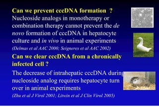 Can we prevent cccDNA formation ?
Nucleoside analogs in monotherapy or
combination therapy cannot prevent the de
novo formation of cccDNA in hepatocyte
culture and in vivo in animal experiments
(Delmas et al AAC 2000; Seigneres et al AAC 2002)
Can we clear cccDNA from a chronically
infected cell ?
The decrease of intrahepatic cccDNA during
nucleoside analog requires hepatocyte turn
over in animal experiments
(Zhu et al J Virol 2001; Litwin et al J Clin Virol 2005)
 