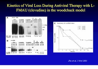 Kinetics of Viral Loss During Antiviral Therapy with L-
      FMAU (clevudine) in the woodchuck model




                                      Zhu et al, J Virol 2001
 