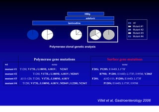 HBIg
                                                               adefovir

                                                  lamivudine                                           wt
                                                                                                       Mutant #1
                                                                                                       Mutant #2
                                                                                                       Mutant #3
                                                                                                       Mutant #4



                                 Polymerase clonal genetic analysis



                      Polymerase gene mutations                                    Surface gene mutations
wt                                 none                                                       none
mutant #1   T128I; V173L; L180M; A181V;   N236T                       F20S; P120S; E164D; L173F
mutant #2            T128I; V173L; L180M; A181V; M204V                        R79H; P120S; E164D; L173F; I195M; Y206F
mutant #3   ∆111-120; T128I; V173L; L180M; A181V                      F20S;     ∆102-111; P120S; E164D; L173F
mutant #4    T128I; V173L; L180M; A181V; M204V; L220I; N236T                     P120S; E164D; L173F; I195M




                                                                          Villet et al, Gastroenterology 2006
 