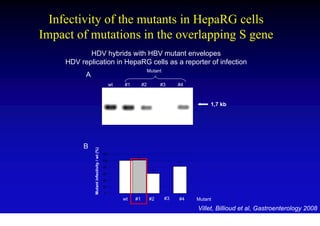 Infectivity of the mutants in HepaRG cells
Impact of mutations in the overlapping S gene
            HDV hybrids with HBV mutant envelopes
     HDV replication in HepaRG cells as a reporter of infection
                                                                       Mutant
           A
                                                   wt   #1        #2        #3       #4



                                                                                               1,7 kb




          B
               Mutant infectivity / wt (%)




                                             120

                                             100

                                             80

                                             60

                                             40

                                             20

                                              0
                                                        wt   #1        #2       #3   #4   Mutant

                                                                                          Villet, Billioud et al, Gastroenterology 2008
 