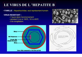 LE VIRUS DE L ’HEPATITE B
• FAMILLE : Hepadnaviridae, seul représentant humain

•VIRUS RESISTANT :
      - 7 jours dans l’environnement
      - pendant 5 mn à 100° 10 h à 60°
                             C,      C
      - à la congélation.
 