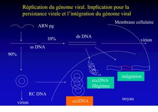 Réplication du génome viral. Implication pour la
        persistance virale et l’intégration du génome viral
                                                       Membrane cellulaire
                  ARN pg

                                 ds DNA
                        10%                                         virion
               ss DNA
90%



                                                          intégration
                                          cccDNA
                                          illégitime
               RC DNA
                                                          noyau
      virion                   cccDNA
 