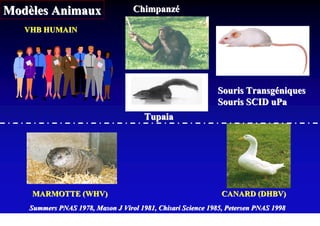 Modèles Animaux                    Chimpanzé

   VHB HUMAIN




                                                              Souris Transgéniques
                                                              Souris SCID uPa
                                       Tupaia




    MARMOTTE (WHV)                                             CANARD (DHBV)
    Summers PNAS 1978, Mason J Virol 1981, Chisari Science 1985, Petersen PNAS 1998
 