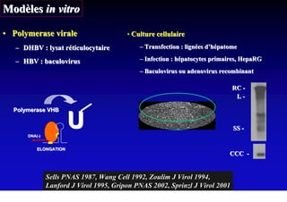 Modèles in vitro

• Polymerase virale                       • Culture cellulaire
   – DHBV : lysat réticulocytaire             – Transfection : lignées d’hépatome

   – HBV : baculovirus                        – Infection : hépatocytes primaires, HepaRG
                                              – Baculovirus ou adenovirus recombinant

                                                                               RC -
                                                                                L-

  Polymerase VHB



       DNA(-)
       DNA(
                        U                                                      SS -


           ELONGATION
                                                                              CCC -


                Sells PNAS 1987, Wang Cell 1992, Zoulim J Virol 1994,
                Lanford J Virol 1995, Gripon PNAS 2002, Sprinzl J Virol 2001
 