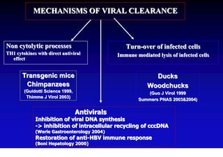 MECHANISMS OF VIRAL CLEARANCE



Non cytolytic processes                           Turn-over of infected cells
TH1 cytokines with direct antiviral            Immune mediated lysis of infected cells
  effect


       Transgenic mice                                       Ducks
        Chimpanzees                                        Woodchucks
        (Guidotti Science 1999,                           (Guo J Virol 1999
         Thimme J Virol 2003)
                                                       Summers PNAS 2003&2004)


                                  Antivirals
             Inhibition of viral DNA synthesis
             -> inhibition of intracellular recycling of cccDNA
             (Werle Gastroenterology 2004)
             Restoration of anti-HBV immune response
             (Boni Hepatology 2000)
 