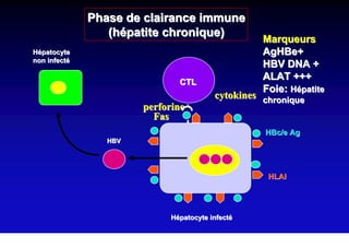 Phase de clairance immune
                 (hépatite chronique)
                                                   Marqueurs
Hépatocyte                                         AgHBe+
non infecté
                                                   HBV DNA +
                               CTL
                                                   ALAT +++
                                                   Foie: Hépatite
                                         cytokines chronique
                       perforine
                         Fas
                                                   HBc/e Ag
                 HBV




                                                    HLAI




                             Hépatocyte infecté
 