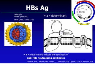 PreS2
                                                                                      PreS1


                                                                                                    Pol                    S



            HBs Ag                                                                                 0/3221




                                                                                                              GR
                                                                                                                E
                                                                                              Brin(-) 3,2kb
                                                                                              Brin(+) 2,4kb

SHBs (S)                                                                                  TATAA

MHBs (preS2+S)                       « a » determinant                                      U5-like
                                                                                             DR1
                                                                                                  Enh2   Enh1
                                                                                  C                  DR2
LHBs (preS2+preS2+S)                               S-S
                                               sP120T                                   Pré-C


                                                                                                     X



                                                     137  S- S
                                                   138           149
                                        107      S-S     S-S      147
                                                   139             sG145R
                                                                  sD144H/A/E
                                        99                       NH2                                S-S




                                                                                                                    COOH


         « a » determinant induces the synthesis of
            anti-HBs neutralizing antibodies
            Tiollais P. et al., Nature 1985. Torresi J., J. Clin Virol 2002; Dryden KA. et al., Mol Cell 2006
 