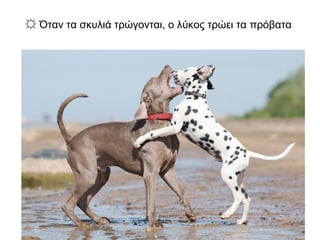 ☼ Όταν τα σκυλιά τρώγονται, ο λύκος τρώει τα πρόβατα
 