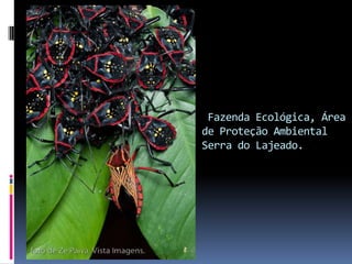Fazenda Ecológica, Área
de Proteção Ambiental
Serra do Lajeado.
 