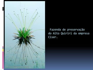 Fazenda de preservação
do Alto Quiriri da empresa
Ciser.
 